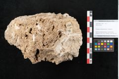 Foto (Objekt + Etikett) von Abies excelsa (NHMW-GEO-2024-0188-11358)
